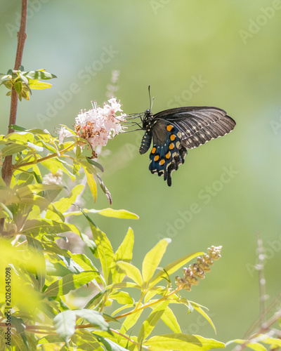 A Pipevine Swallowtail Butterfly Battus Philenor