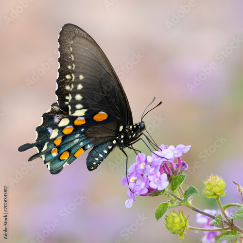 A Pipevine Swallowtail Butterfly Battus Philenor