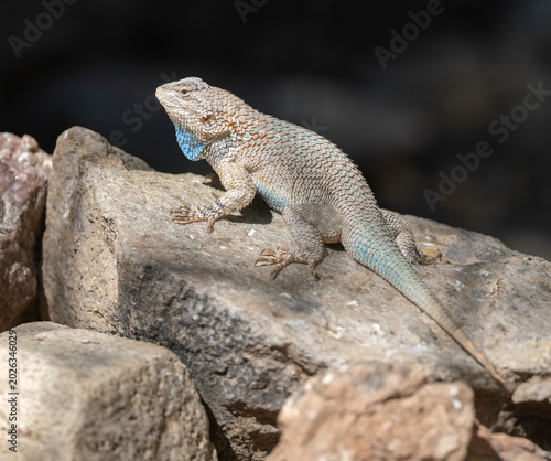 Slika na platnu Clark’s Spiny Lizard, Sceloporus clarkii