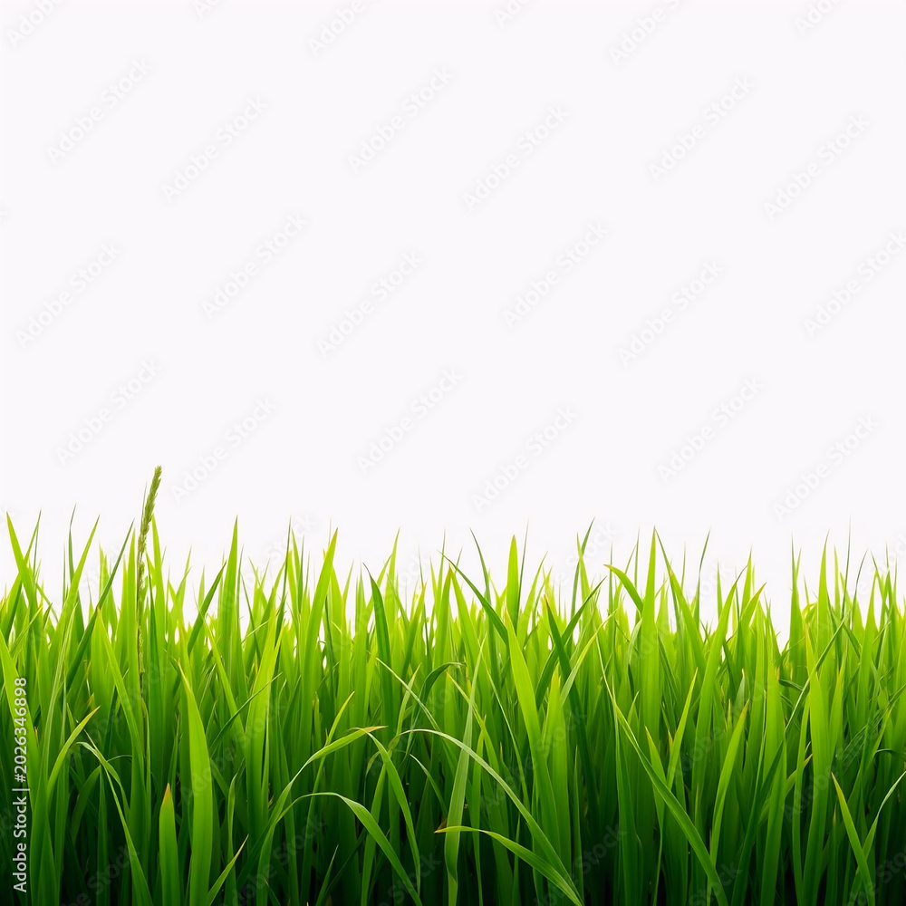 Fototapeta premium Fresh green rice paddy field at sunrise with soft morning light and misty horizon