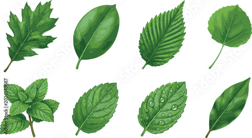 Realistic Green Leaf Vector Collection with Botanical Foliage, Fresh Herbal Plant Elements, and Natural Garden Illustrations for Eco Design Projects