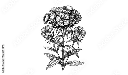 Antique Sweet William floral botanical vector illustration isolated on white background