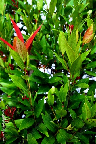 The red shoot plant or syzygium myrtifolium with its bright red young leaves is used as an ornamental plant or living fence.