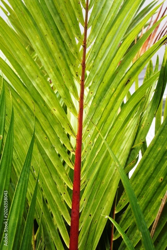 The beauty of the lipstick palm ornamental plant or cyrtostachys lace with green leaves, red leaf sheaths and green leaf sheaths