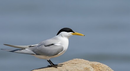A bird perched on a rock by the water