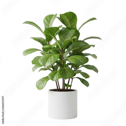 Fiddle leaf fig plant in white pot isolated on transparent background