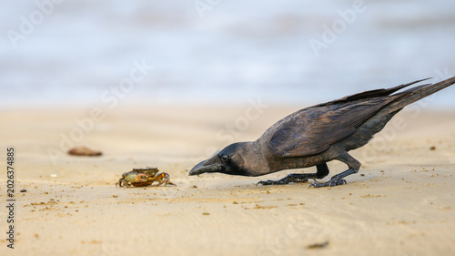 Curious crow hunting a small Crab on a sandy beach. Wildlife interaction close up in a natural coastal habitat