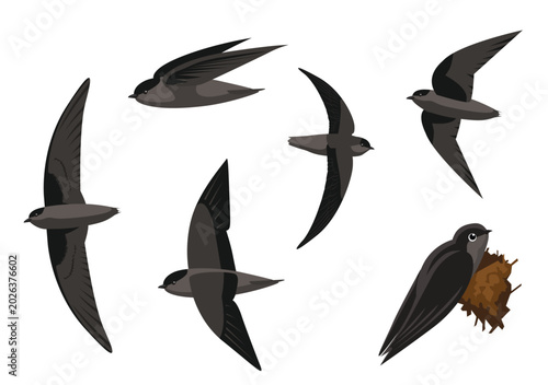 Chimney Swift Bird Various Poses Cartoon Vector Character