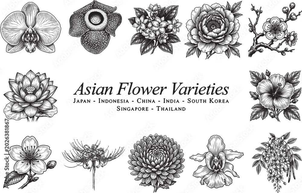 Naklejka premium Asian Flower Varieties. Graphic Drawing, Engraving Style Vector Illustration