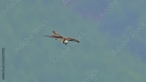 A dramatic, high-angle action shot of an osprey bird of prey (Pandion haliaetus) stooping downward with folded wings against a blurred forested mountain background.