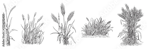 Vector Set of Ornamental Grasses in Elevation View for Architectural Drawings. Isolated Landscape Design Elements for CAD and Urban Planning Projects
