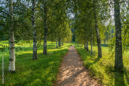 Foto Birch alley on the shore of Gannibal Pond in the Petrovskoye Estate of the Pushk