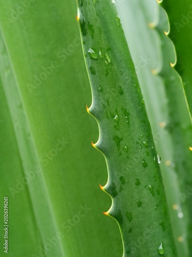 Aloe vera plant leaves displaying natural spines and refreshing water droplets