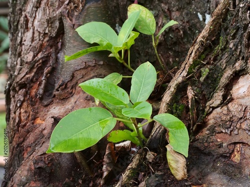 Schilderij op canvas New sapling growing on old tree bark symbolizing tenacity and life rebirth