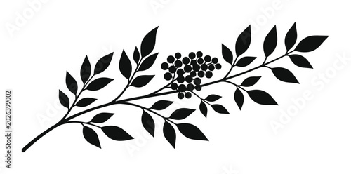 Bild auf Leinwand Minimalist black elderberry branch vector, elegant botanical illustration with berries and leaves