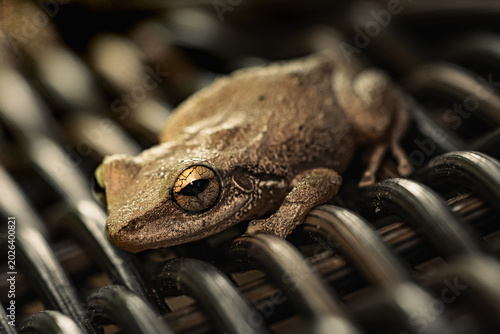 Εκτύπωση καμβά Coqui Comun from Puerto Rico.