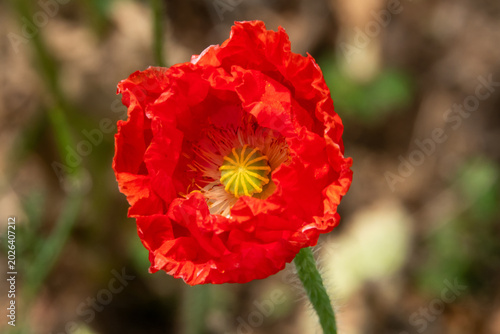 Closeup of a Red Poppy Flower