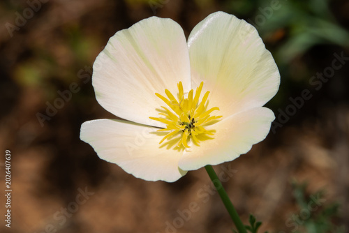 Closeup of a White California Poppy Flower