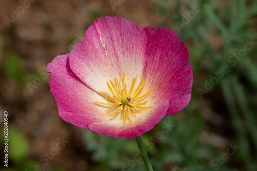 Closeup of a Purple California Poppy Flower
