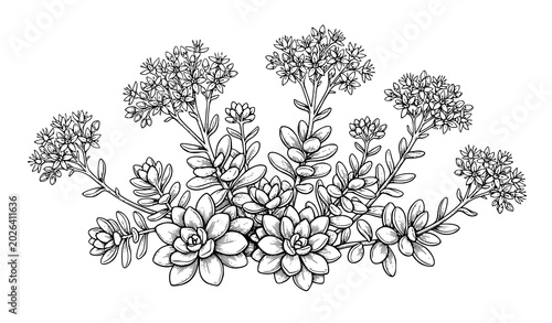 Konstfotografi Sedum stonecrop botanical engraved vector illustration isolated on white backgro