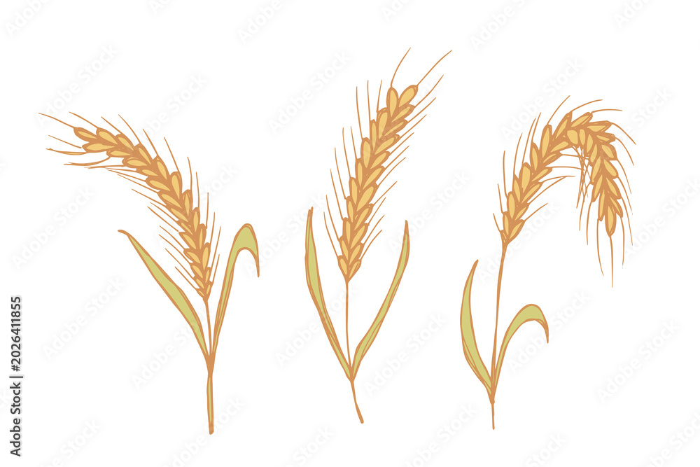 Fototapeta premium Set of hand drawn cereal wheat oat rye barley rice ears spikelet clipart Organic wheat bread agriculture farming harvest healthy food Single element for design print packaging label decor