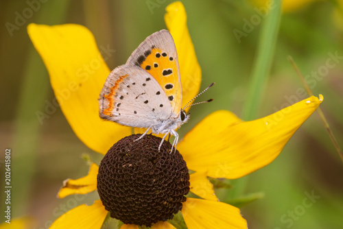 Bild auf Leinwand 03123-00412 American Copper (Lycaena phlaeas) on Black-eyed Susan (Rudbeckia hirta) Lawrence Co
