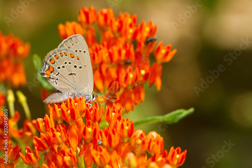 Obraz na plátně 03152-00606 Coral Hairstreak butterfly (Satyrium titus) on Butterfly Milkweed (Asclepias tuberosa) Marion Co