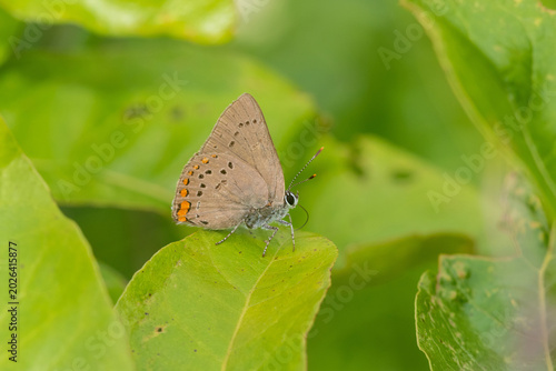 Εκτύπωση καμβά 03152-00703 Coral Hairstreak (Satyrium titus) Stephen A