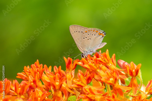 Obraz na plátně 03152-00711 Coral Hairstreak (Satyrium titus) on Butterfly Milkweed (Asclepias tuberosa) Marion Co
