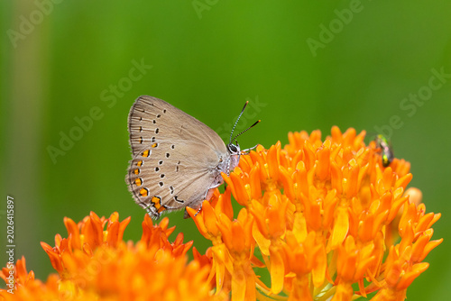 Obraz na plátne 03152-00615 Coral Hairstreak (Satyrium titus) on Butterfly Milkweed (Asclepias tuberosa) St