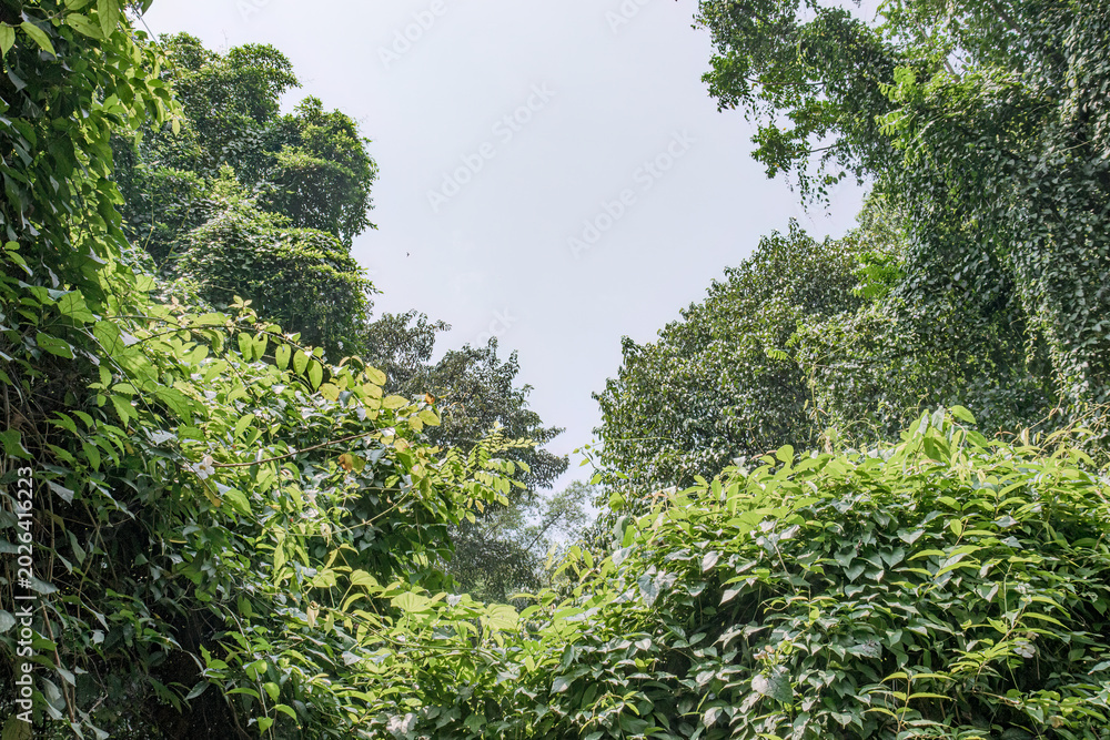 Fototapeta premium Open sky gap appears through dense green growth. Leafy jungle border offers natural copy area. Bright canopy frame suits environmental design