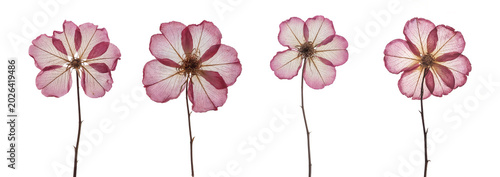 Pink dried pressed flowers on white background. Realistic close up floral collection