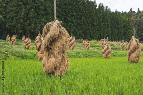 Fotografie 日本：ねじりほんにょ／刈り取った稲の干し方／岩手県平泉町・10月