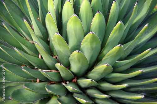 Foto Full frame close-up view of an agave plant