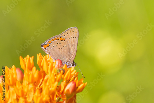 Obraz na plátne 03152-00812 Coral Hairstreak (Satyrium titus) on Butterfly Milkweed (Asclepias tuberosa) Stepehn A
