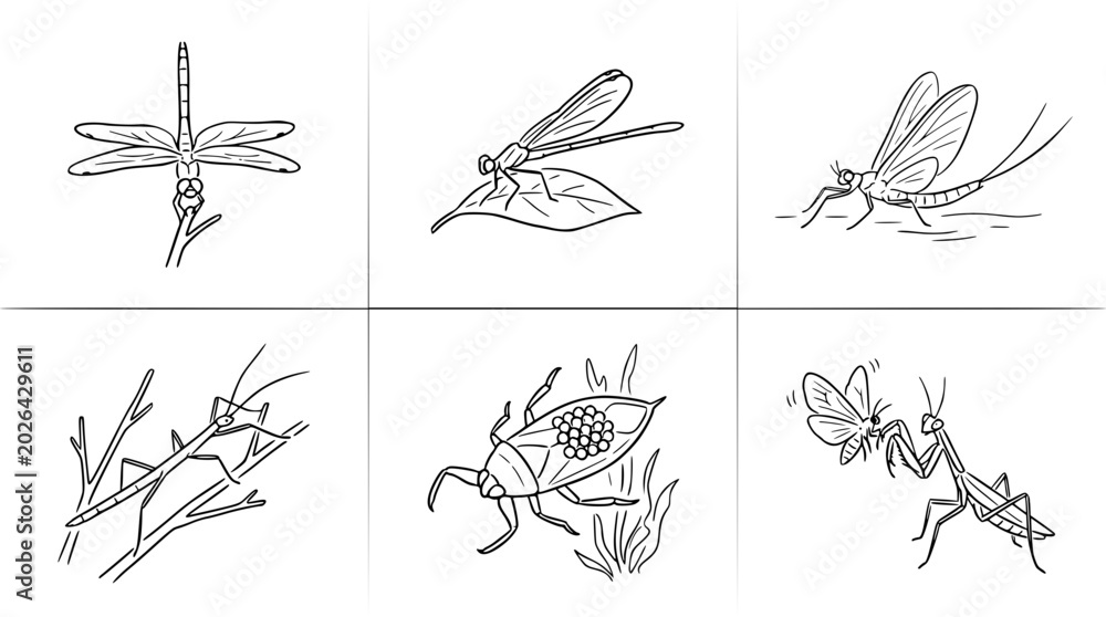 Fototapeta premium This image features a variety of insects including dragonflies, mayflies, and a praying mantis, showcasing their delicate features and natural habitats beautifully illustrated.