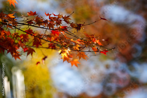 ミラーレンズで撮影されたリングぼけのある楓の紅葉
