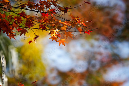 ミラーレンズで撮影されたリングぼけのある楓の紅葉