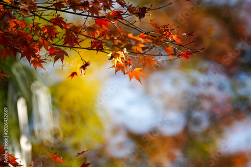 ミラーレンズで撮影されたリングぼけのある楓の紅葉