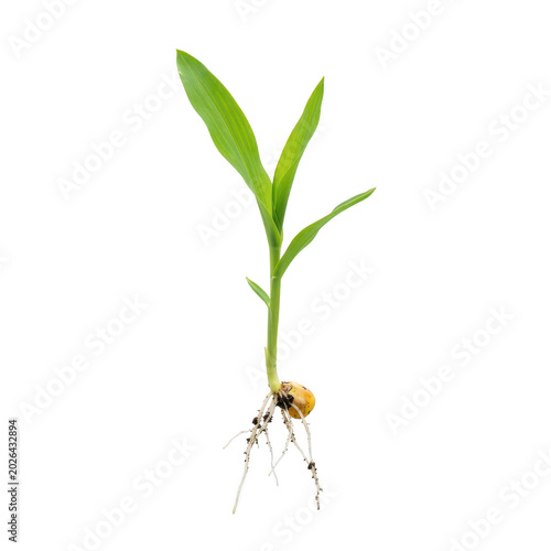 Isolated young corn plant with roots and soil on transparent background