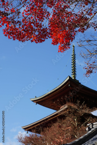 京都洛北上高野の仏教寺院の多宝塔と楓の紅葉