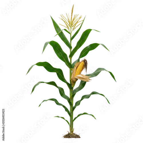 Corn plant with green leaves and yellow corn on the cob