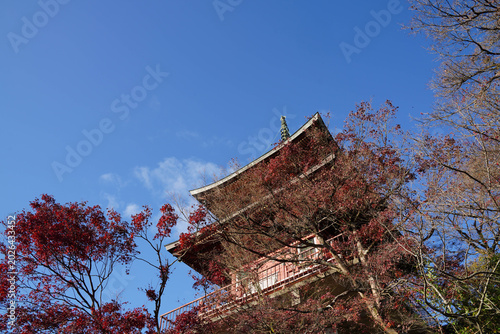 京都洛北上高野の仏教寺院の多宝塔と楓の紅葉