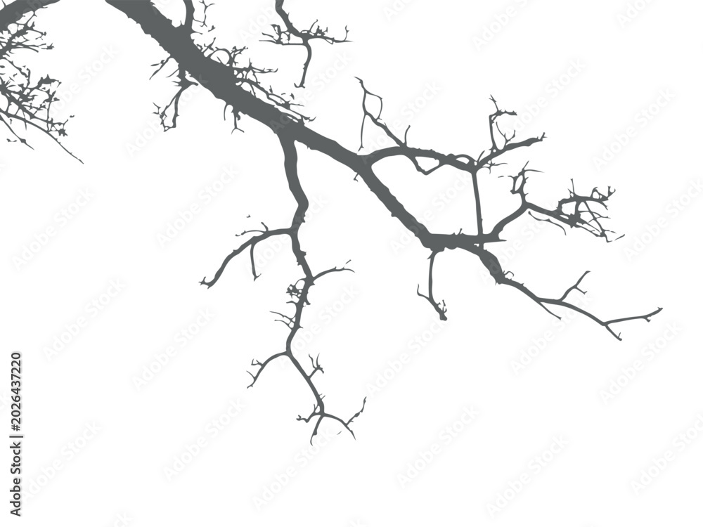 Fototapeta premium A grey silhouette of bare tree branches stretching across a stark white background