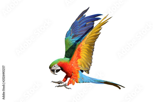 Foto Colorful flying Harlequin Macaw parrot isolated on transparent background png fi