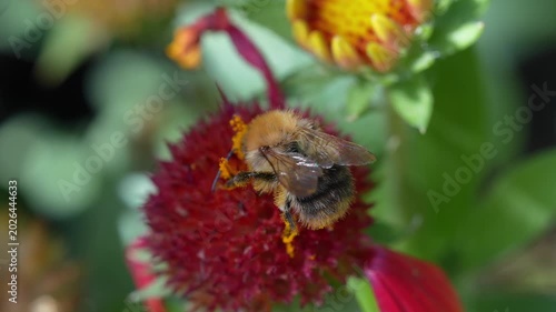 Fuzzy bumblebee gathers nectar from a red blanket flower with yellow blooms in a garden.
