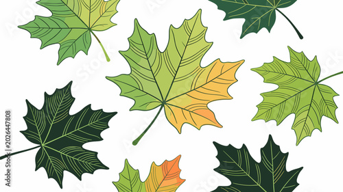 Foto Stylized green and transitioning maple leaves scattered on a white background, depicting early autumn foliage