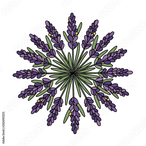 Starburst of purple lavender flowers with green leaves