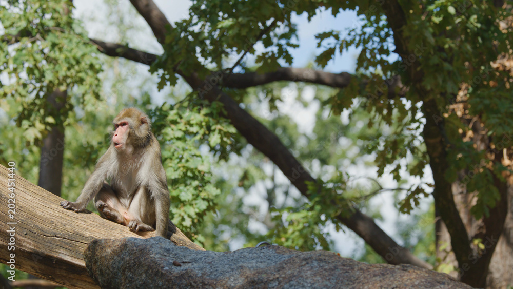 Fototapeta premium Alert macaque monkey perched on a large branch in a lush habitat