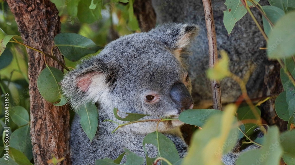 Fototapeta premium Close Up of a Koala Eating Eucalyptus Leaves in a Tree
